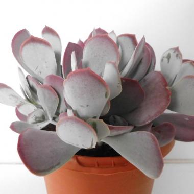 Cotyledon sp